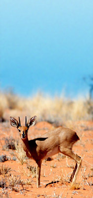 Antelope, Kgalagadi Transfrontier Park, Kalahari Desert, South Africa. Photograph by Colin Peckham, Travel Africa.